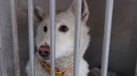 В Усть-Куте продолжается отлов бездомных собак 