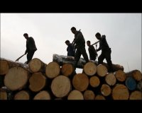 В Иркутской области полицейские перекрыли канал контрабанды древесины