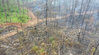 В Иркутской области продолжается расследование обстоятельств лесных пожаров